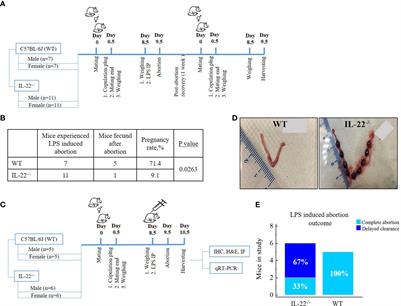 IL-22 regulates endometrial regeneration by enhancing tight junctions and orchestrating extracellular matrix